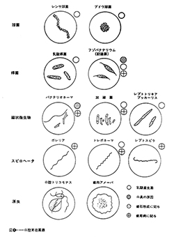 口腔内常在菌の存在